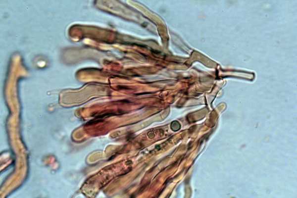 Phanerochaete martelliana ? (P. martelliana)
